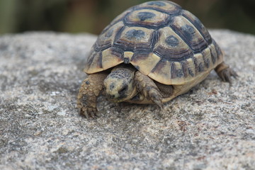 testuggine tartaruga terra