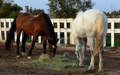 Obraz premium cavallo da corsa bianco purosangue marrone