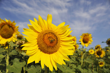 Biene auf einer reifen Sonnenblume