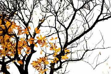 Autumn Leaves 2