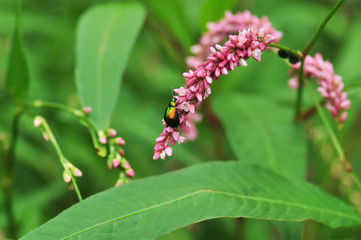 Glänzender Käfer krabbelt auf einer Blüte