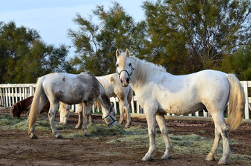 Obraz na płótnie Canvas cavallo da corsa bianco purosangue marrone