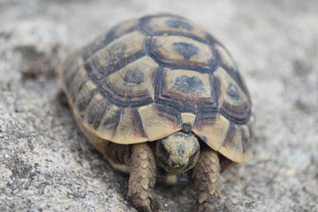 testuggine tartaruga terra 