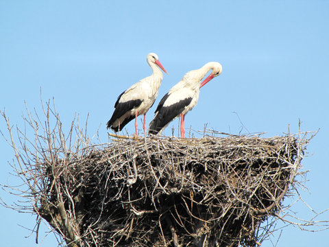 eyrie of stork