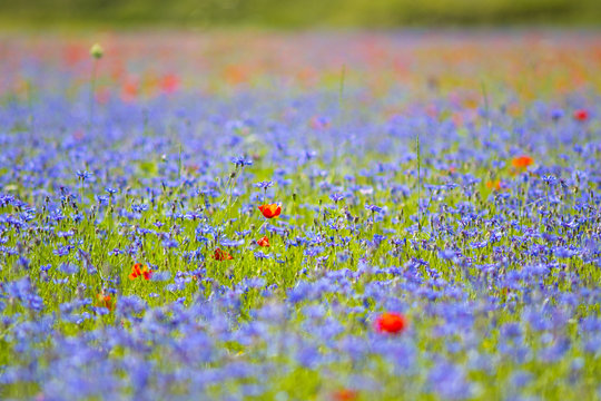 coltivazione di lenticchia a Castelluccio - Italia