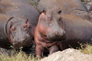 Hippo face