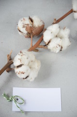 gift card on Valentine's Day with cotton flowers