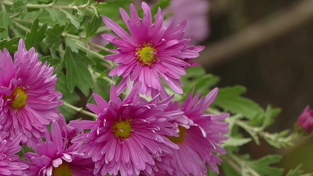 pink aster flower on a green background nature leaves