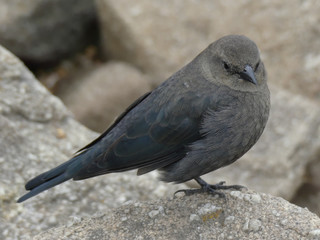 Oiseau sur rocher