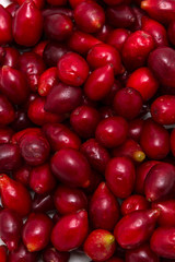 Many red dogwood berries 