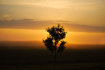 Fototapeta na wymiar Sunrise in the morning,sunrise in the field
