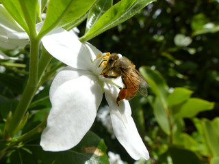Abeille butinant fleur blanche