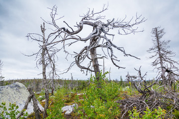 Dead tree on Mountain of the Vottovaara in Karelia, Russia