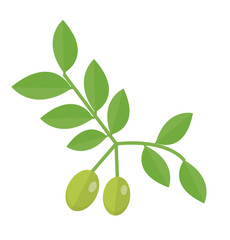 Olive branch icon. Green olives on the branch flat style, olives isolated on a white background. Olive logo. Vector illustration