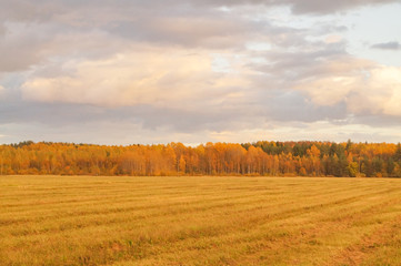 Fototapeta premium Green field with colorful trees on the horizon