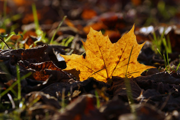 Autumn leaves