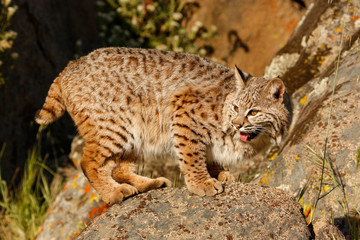 Bobcat standing on a rock
