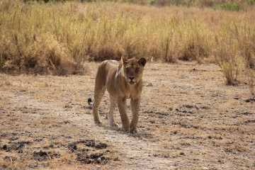 Lion