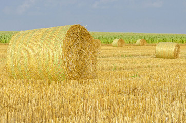 Agricultural landscape of hay bales in a golden field