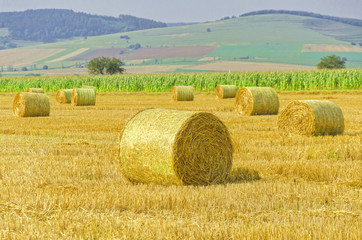 Agricultural landscape of hay bales in a golden field
