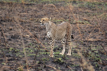 Cheetah