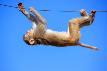 Rhesus macaque playing on a wire near Galta Temple in Jaipur, Ra