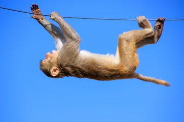 Foto op geborsteld aluminium Aap Rhesus macaque playing on a wire near Galta Temple in Jaipur, Ra
