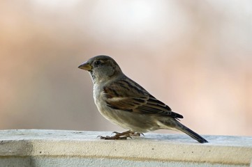 House sparrow sitting on the wall