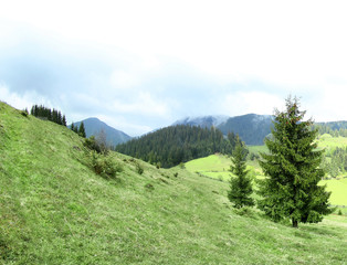 Forest green hills in mountains