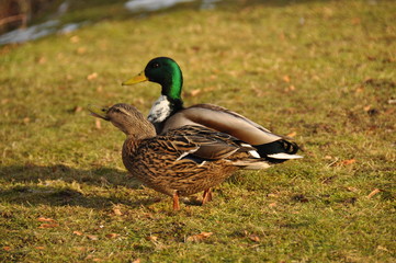 Enten Pärchen