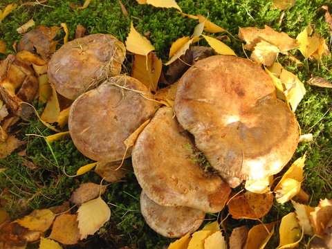 dichtgedr&auml;ngt wachsen kahle Kremplinge im Moos, mit gelben Birkenlaub bedeckt