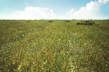 Green field on blue sky background