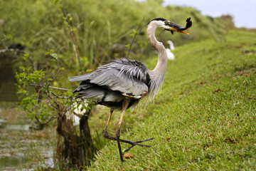 Great blue heron with a catch