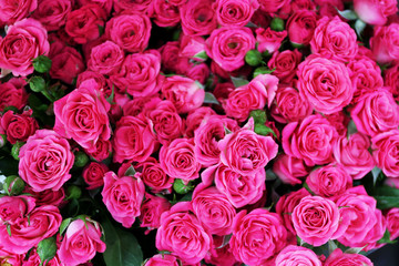 Obraz na płótnie Canvas Fresh roses, close up