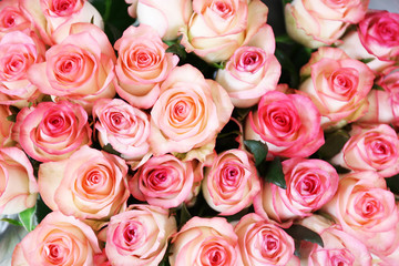 Fresh roses, close up