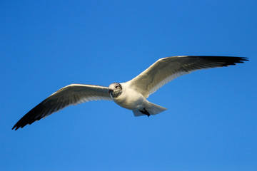 Franklin's Gull in flight