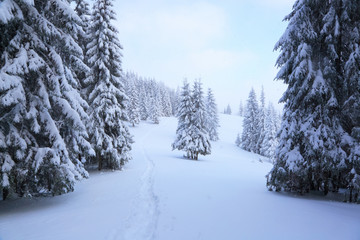 Winter snowy morning. Beautiful mountain landscape opens from the green meadow covered with large and small trees under the snow.