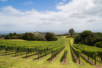 Fototapeta na wymiar Vineyard on the hillside, Waiheke island, Auckland, New Zealand