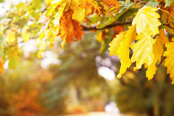 Oak leaves on blurred natural background
