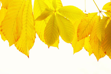 Autumn leaves on sky background