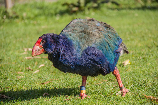 Takahe or Notornis (Porphyrio hochstetteri) , rare and endangered bird, endemic to New Zealand