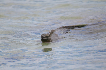 Marine Iguana swimming near Chinese Hat island, Galapagos Nation