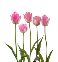 Group of  late tulips on a bed on a white background