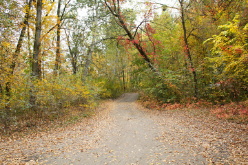 Pathway through autumn park