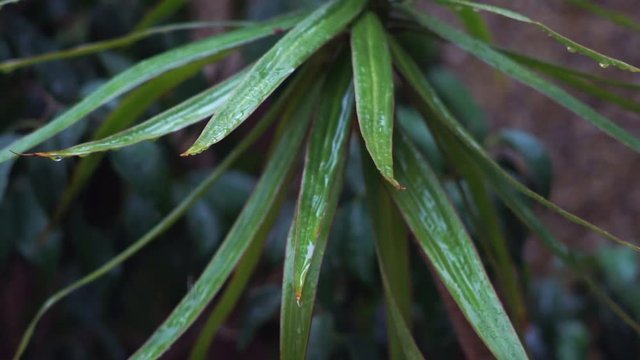 detail of rain falling on dark green leaves, a soft breeze stirred the leaves and raindrops fall slow motion