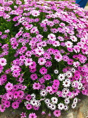 オステオスぺルマム