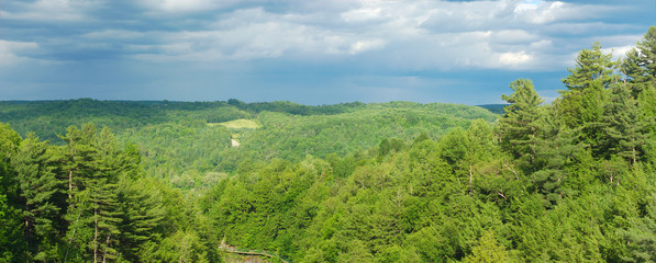 Fototapeta na wymiar green trees gray sky panoramic scene forest landscape 