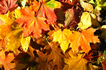 Autumn leaves background