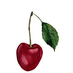 Watercolor cherry with leaf. Hand drawn food illustration on white background. For design, textile and background. Realistic botanical illustration.