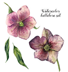 Watercolor hellebore set. Hand painted winter flowers and leaves isolated on white background. Botanical illustration of christmas rose for design, print or fabric.
